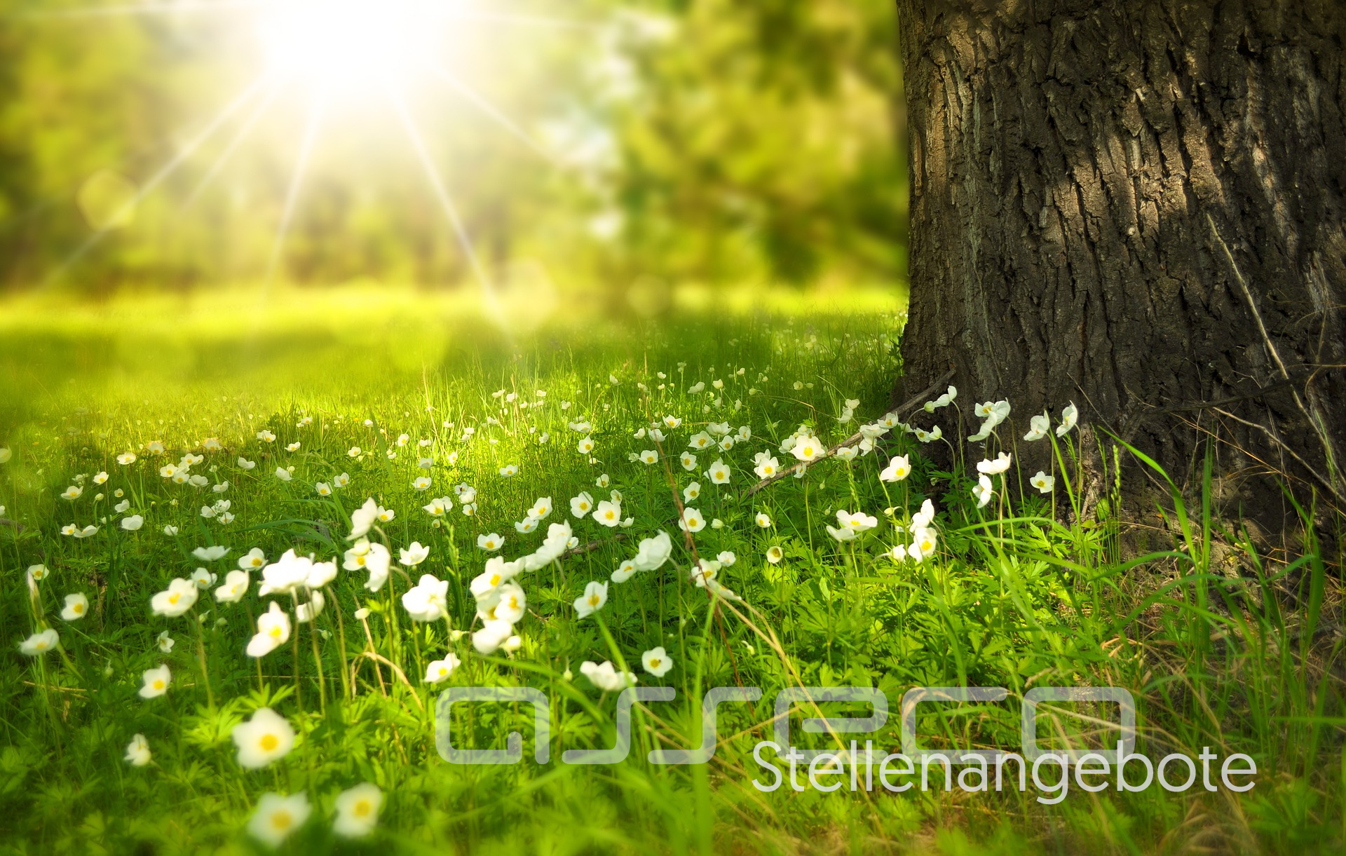 Stellenangebote